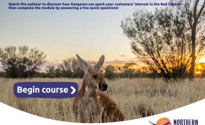 Kangroo in the dry grass, sunset